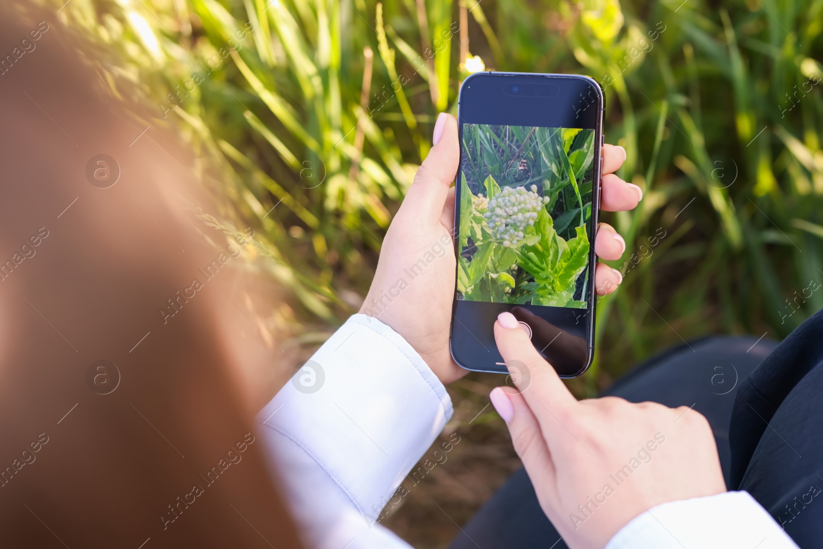Woman using plant recognition application on smartphone outdoors, closeup Photo of Woman using plant recognition application on smartphone outdoors, closeup