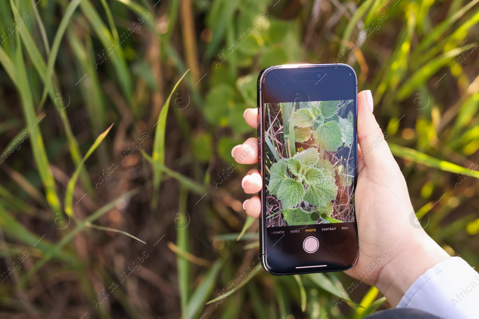 Woman using plant recognition application on smartphone outdoors, closeup. Space for text Photo of Woman using plant recognition application on smartphone outdoors, closeup. Space for text