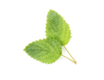 Photo of Fresh green lemon balm leaves isolated on white, top view