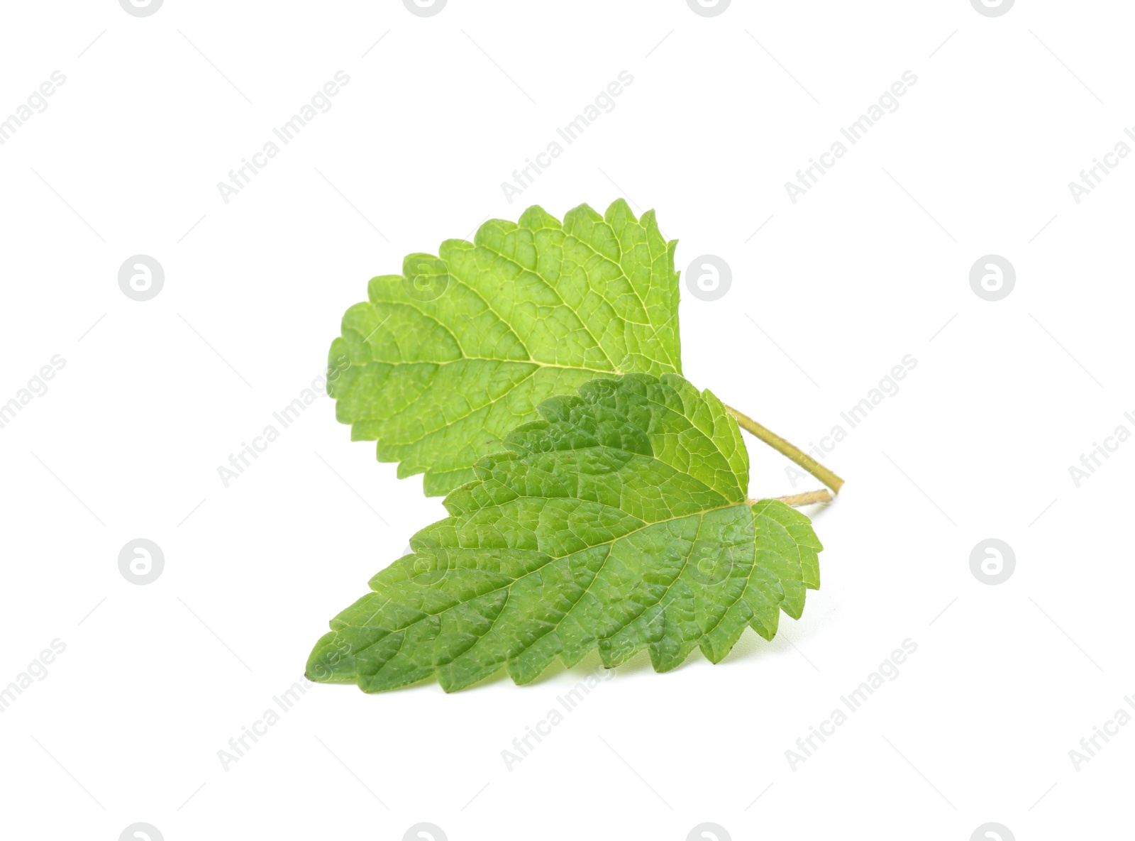 Fresh green lemon balm leaves isolated on white Photo of Fresh green lemon balm leaves isolated on white