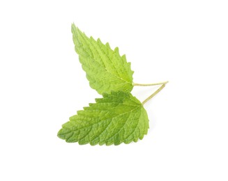 Photo of Fresh green lemon balm leaves isolated on white
