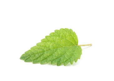 Photo of One fresh lemon balm leaf isolated on white