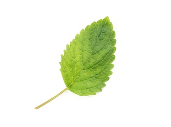 Photo of One fresh lemon balm leaf isolated on white