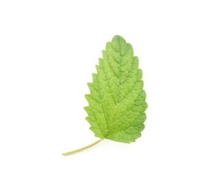 Photo of One fresh lemon balm leaf isolated on white