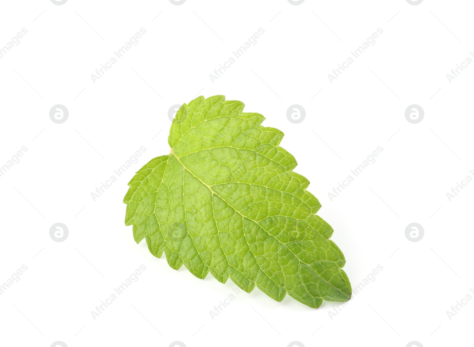 Photo of One fresh lemon balm leaf isolated on white