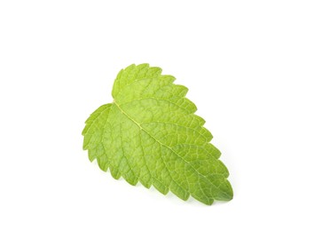 Photo of One fresh lemon balm leaf isolated on white