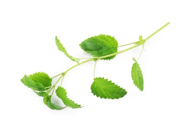 Photo of Fresh green lemon balm leaves isolated on white, top view