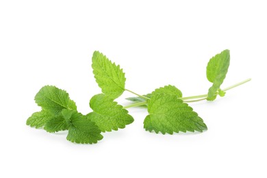 Photo of Fresh green lemon balm leaves isolated on white