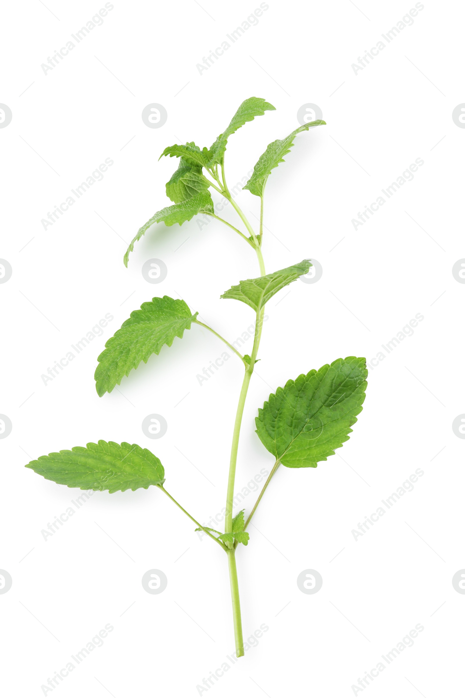 Fresh green lemon balm leaves isolated on white, top view Photo of Fresh green lemon balm leaves isolated on white, top view