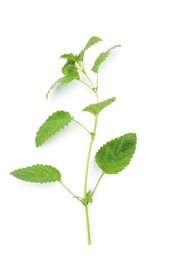 Photo of Fresh green lemon balm leaves isolated on white, top view