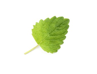 Photo of One fresh lemon balm leaf isolated on white