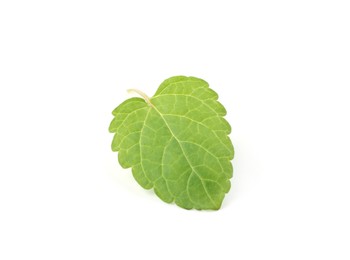 Photo of One fresh lemon balm leaf isolated on white