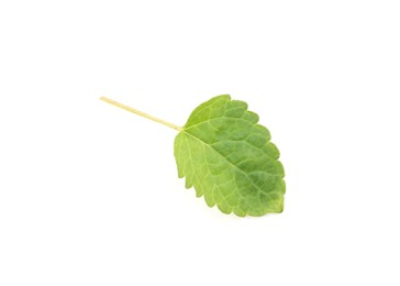 Photo of One fresh lemon balm leaf isolated on white