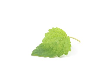 Photo of One fresh lemon balm leaf isolated on white