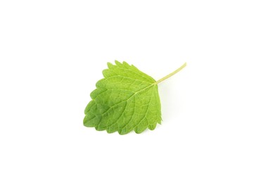 Photo of One fresh lemon balm leaf isolated on white