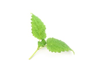 Photo of Fresh green lemon balm leaves isolated on white, top view