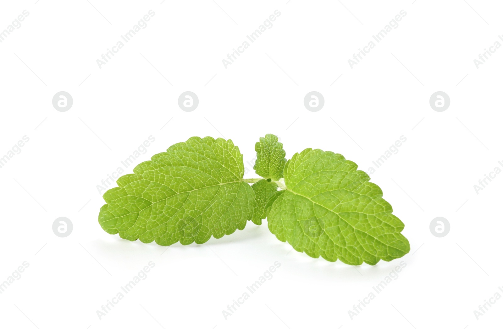 Fresh green lemon balm leaves isolated on white Photo of Fresh green lemon balm leaves isolated on white