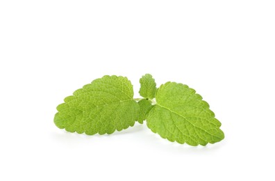 Photo of Fresh green lemon balm leaves isolated on white