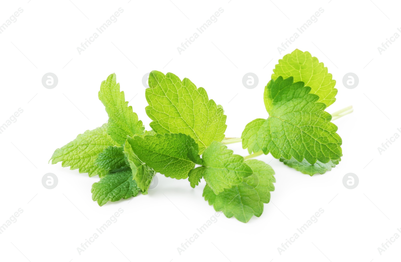 Fresh green lemon balm leaves isolated on white Photo of Fresh green lemon balm leaves isolated on white
