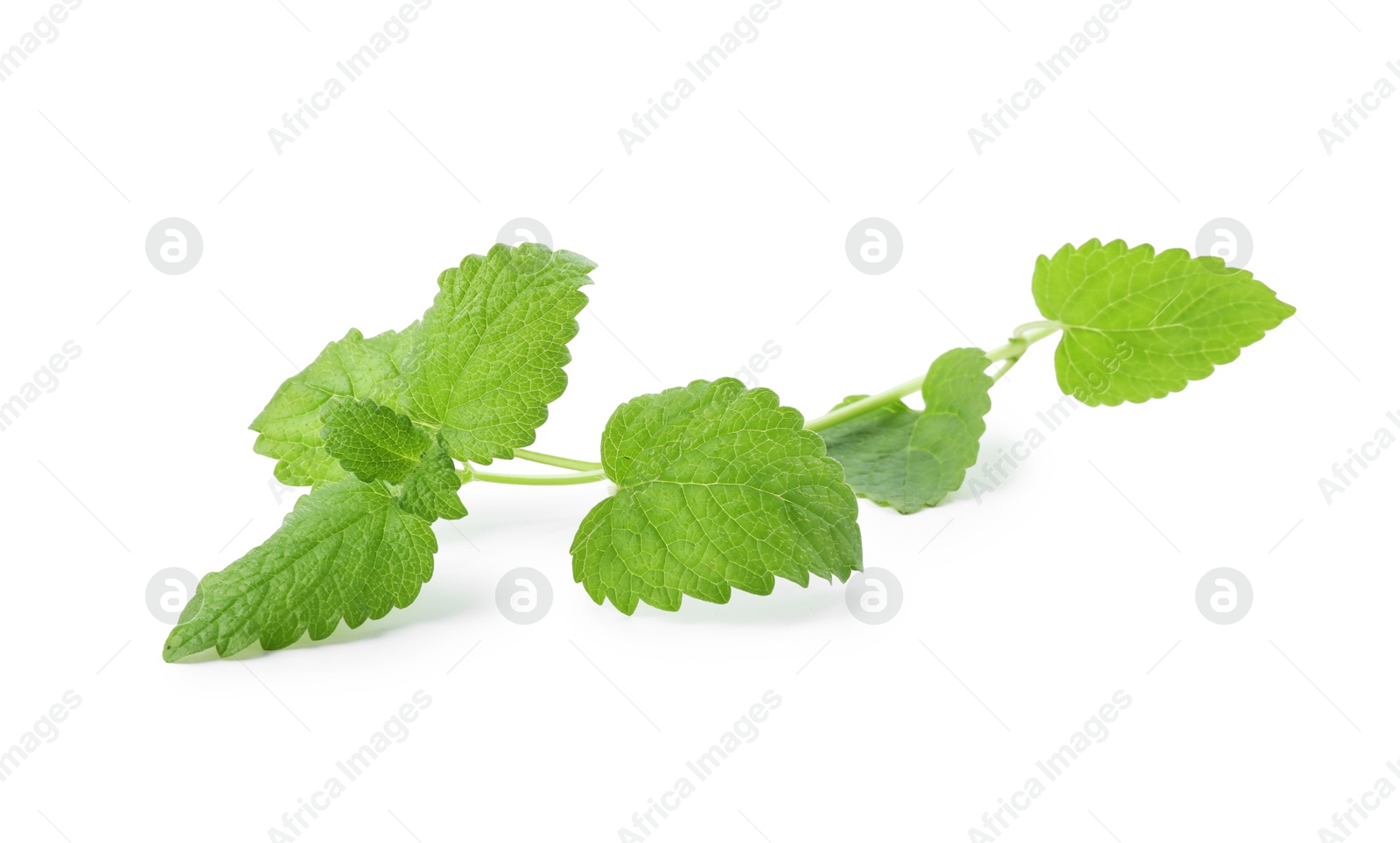 Fresh green lemon balm leaves isolated on white Photo of Fresh green lemon balm leaves isolated on white