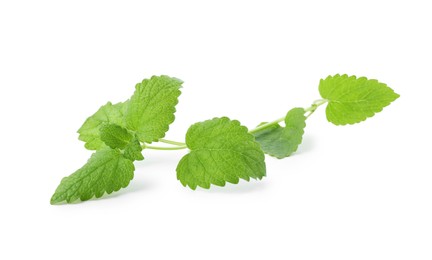 Photo of Fresh green lemon balm leaves isolated on white