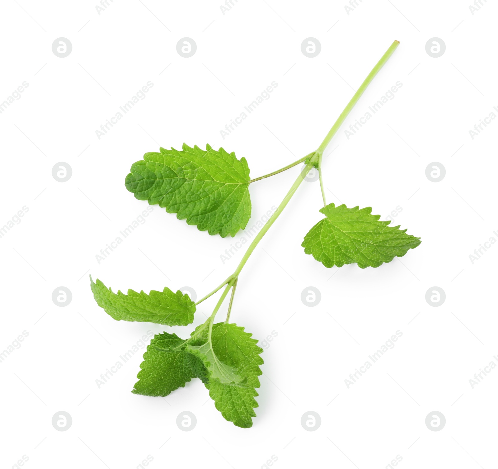 Fresh green lemon balm leaves isolated on white, top view Photo of Fresh green lemon balm leaves isolated on white, top view