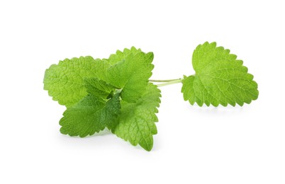 Photo of Fresh green lemon balm leaves isolated on white