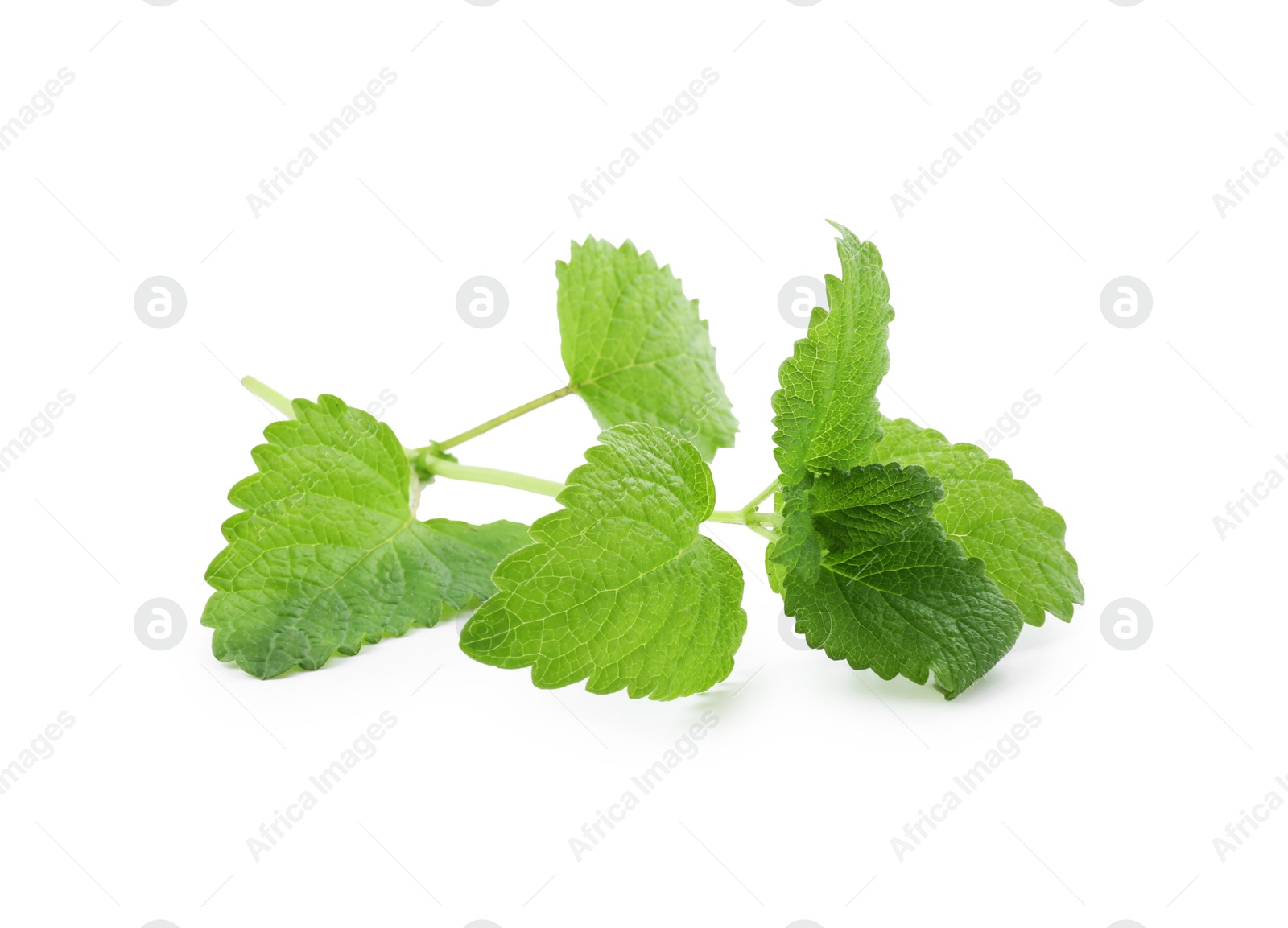 Fresh green lemon balm leaves isolated on white Photo of Fresh green lemon balm leaves isolated on white
