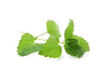 Photo of Fresh green lemon balm leaves isolated on white