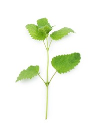 Photo of Fresh green lemon balm leaves isolated on white, top view