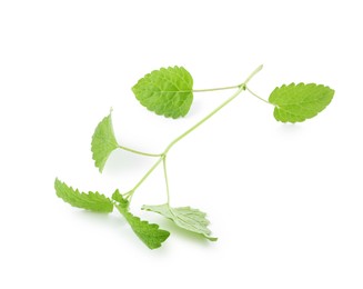 Photo of Fresh green lemon balm leaves isolated on white
