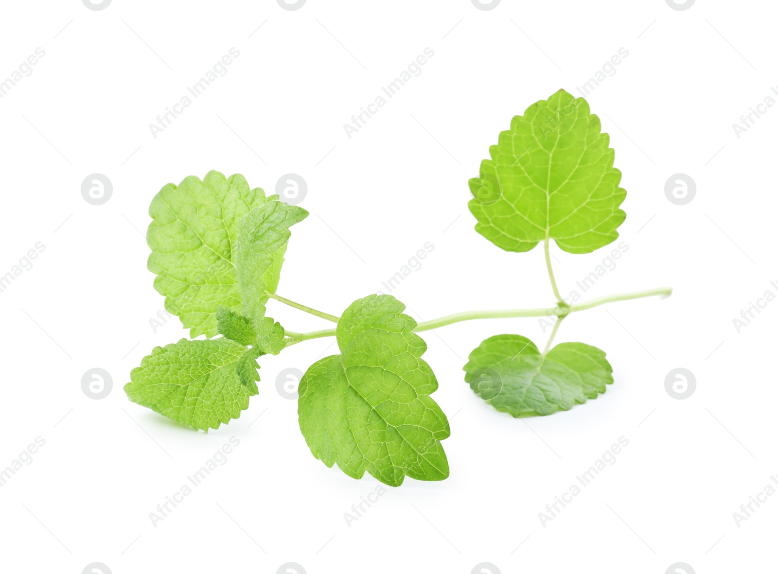 Fresh green lemon balm leaves isolated on white Photo of Fresh green lemon balm leaves isolated on white