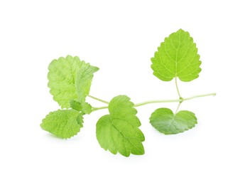 Photo of Fresh green lemon balm leaves isolated on white