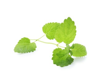 Photo of Fresh green lemon balm leaves isolated on white