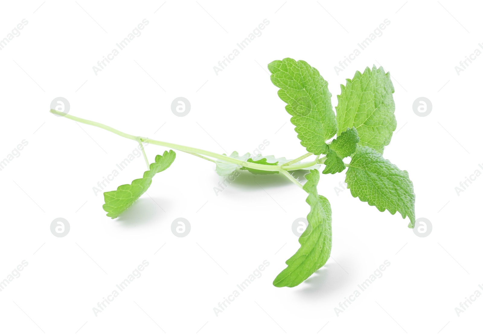 Fresh green lemon balm leaves isolated on white Photo of Fresh green lemon balm leaves isolated on white