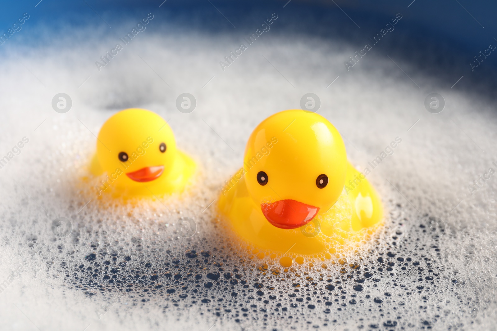 Cute rubber ducks floating in water with bubbles against blue background, closeup Photo of Cute rubber ducks floating in water with bubbles against blue background, closeup