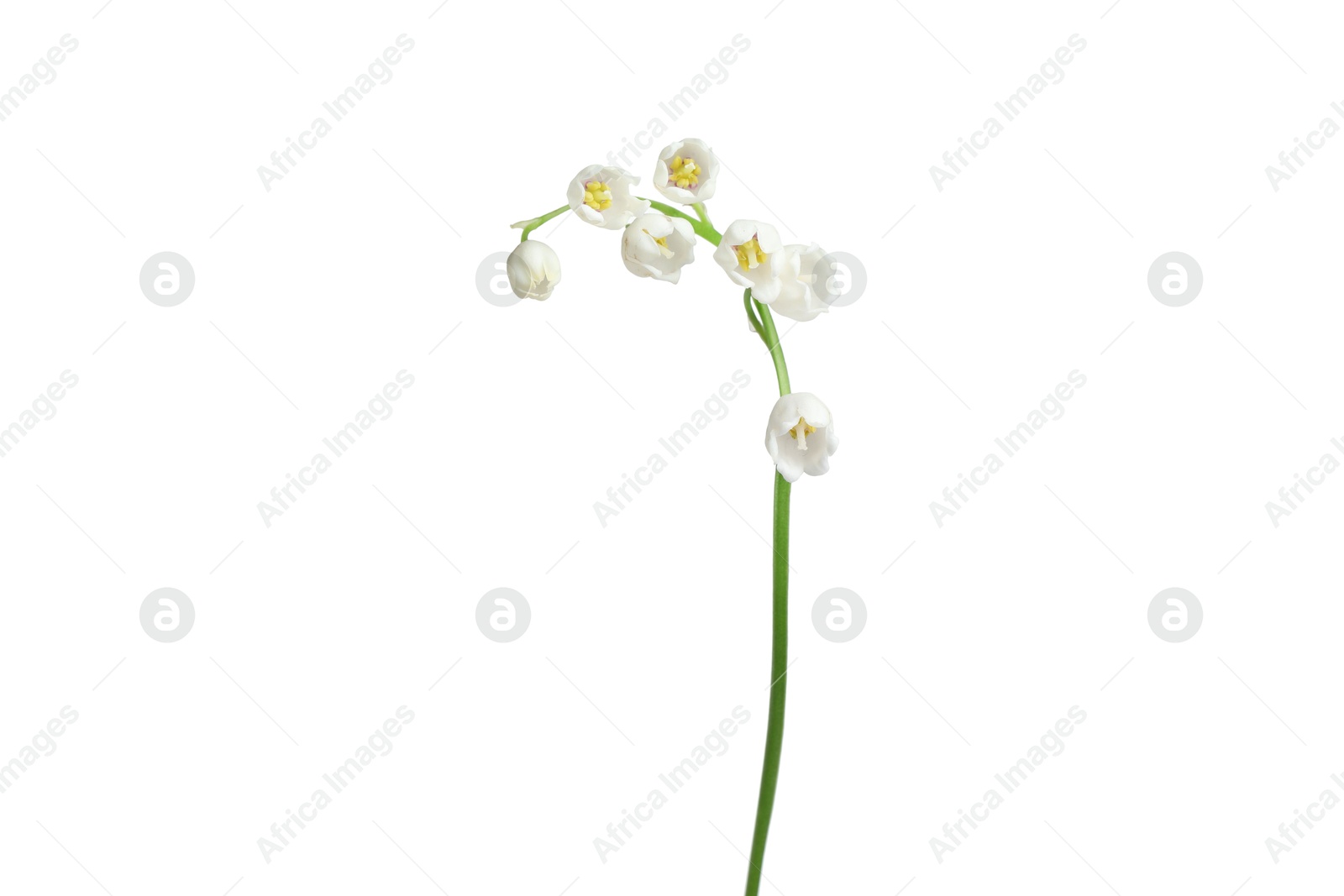 Photo of Beautiful fragrant lily-of-the-valley flowers isolated on white