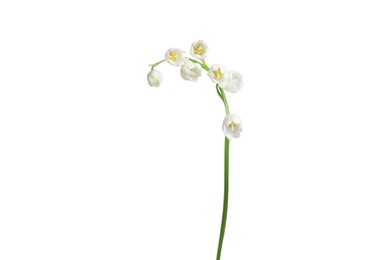 Photo of Beautiful fragrant lily-of-the-valley flowers isolated on white