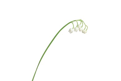 Photo of Beautiful fragrant lily-of-the-valley flowers isolated on white