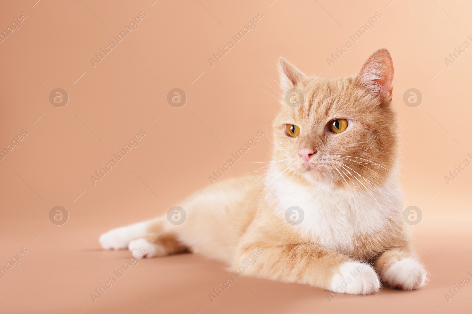 Photo of Adorable cat on beige background, space for text