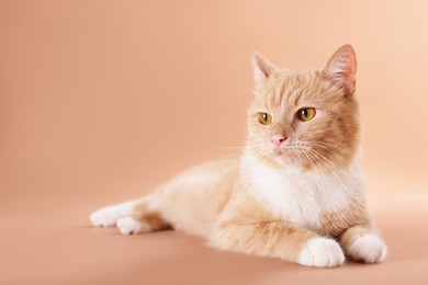 Photo of Adorable cat on beige background, space for text