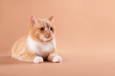 Photo of Adorable cat on beige background, space for text