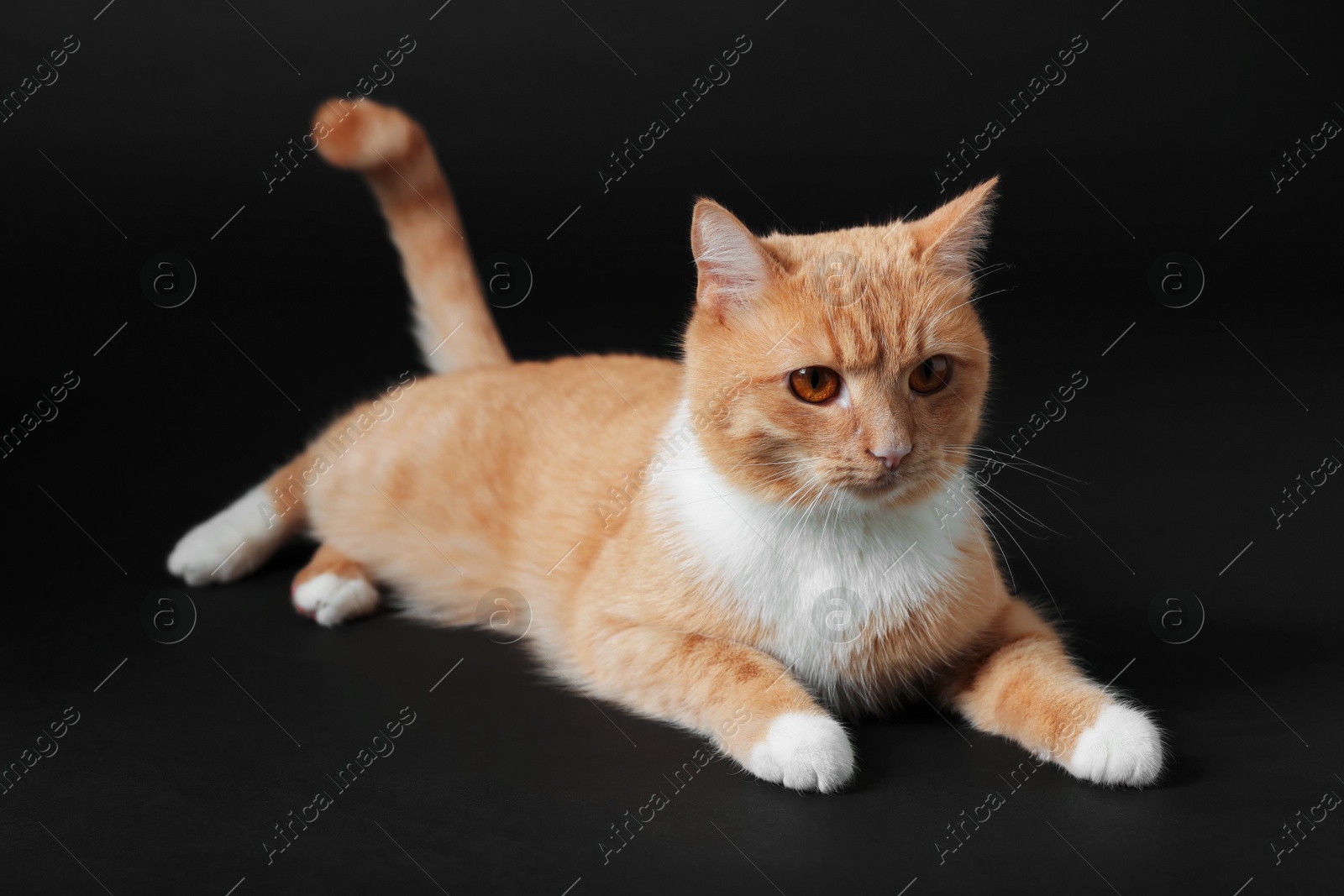 Photo of Adorable ginger cat on black background. Cute animal