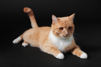Photo of Adorable ginger cat on black background. Cute animal