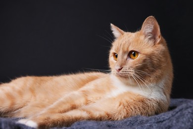 Photo of Adorable ginger cat on blanket against black background