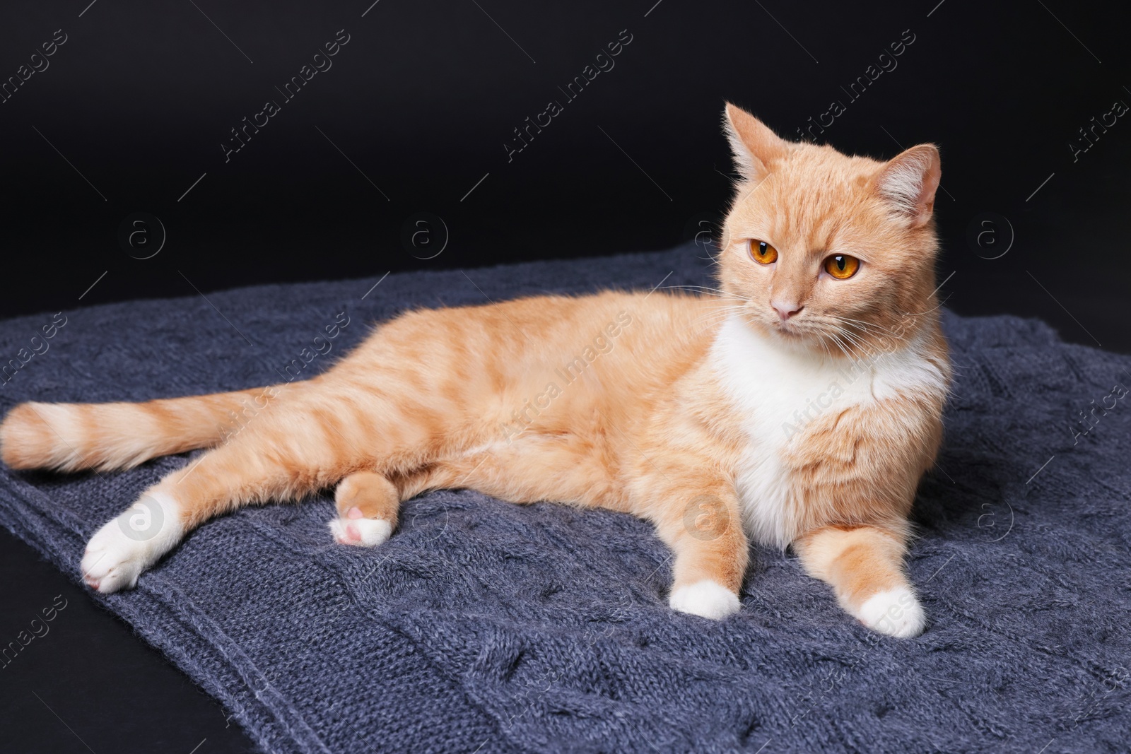 Adorable ginger cat and blanket on black background Photo of Adorable ginger cat and blanket on black background