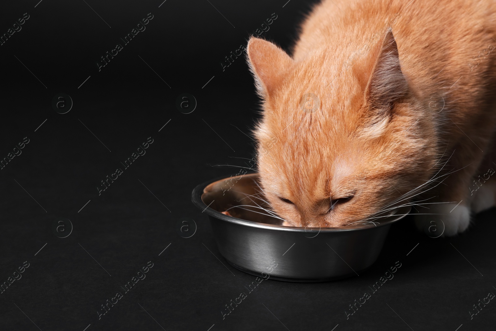 Adorable ginger cat eating from bowl on black background, closeup. Space for text Photo of Adorable ginger cat eating from bowl on black background, closeup. Space for text