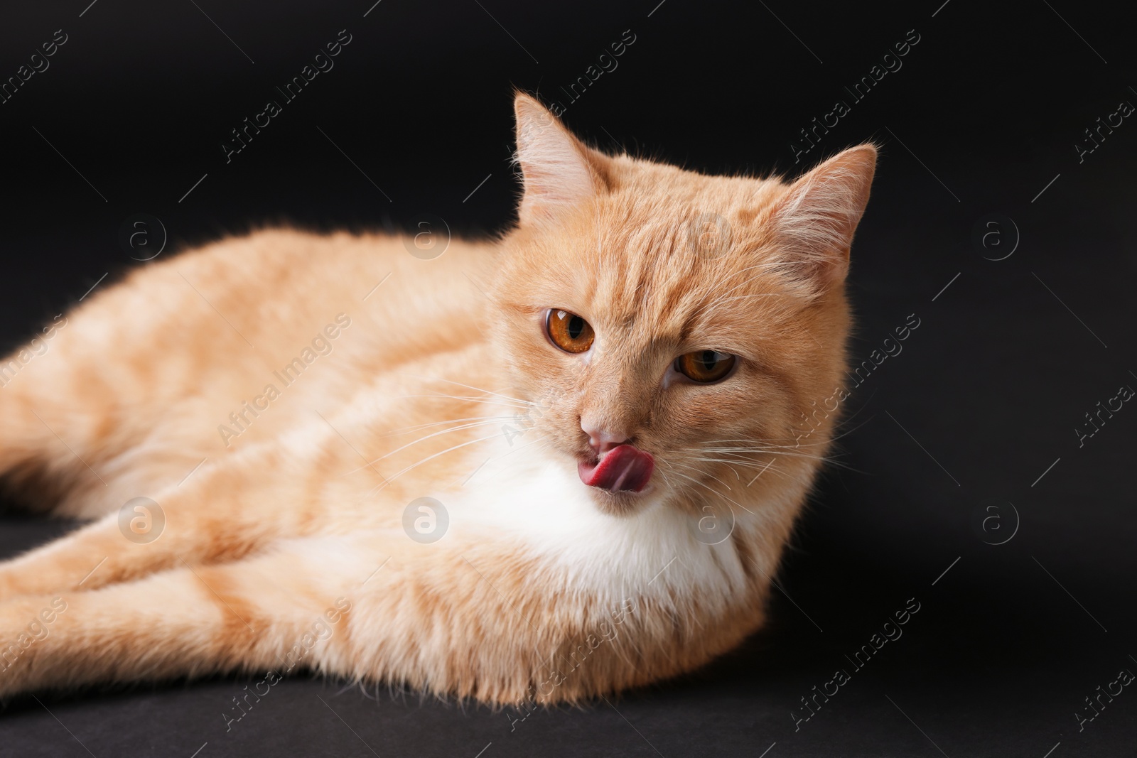 Adorable ginger cat on black background. Cute animal Photo of Adorable ginger cat on black background. Cute animal