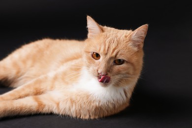 Photo of Adorable ginger cat on black background. Cute animal