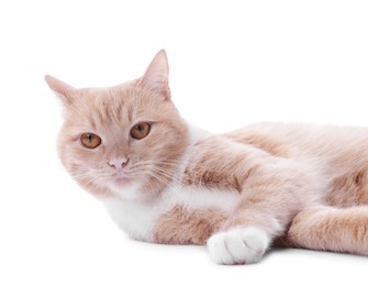 Photo of Adorable ginger cat on white background. Cute animal
